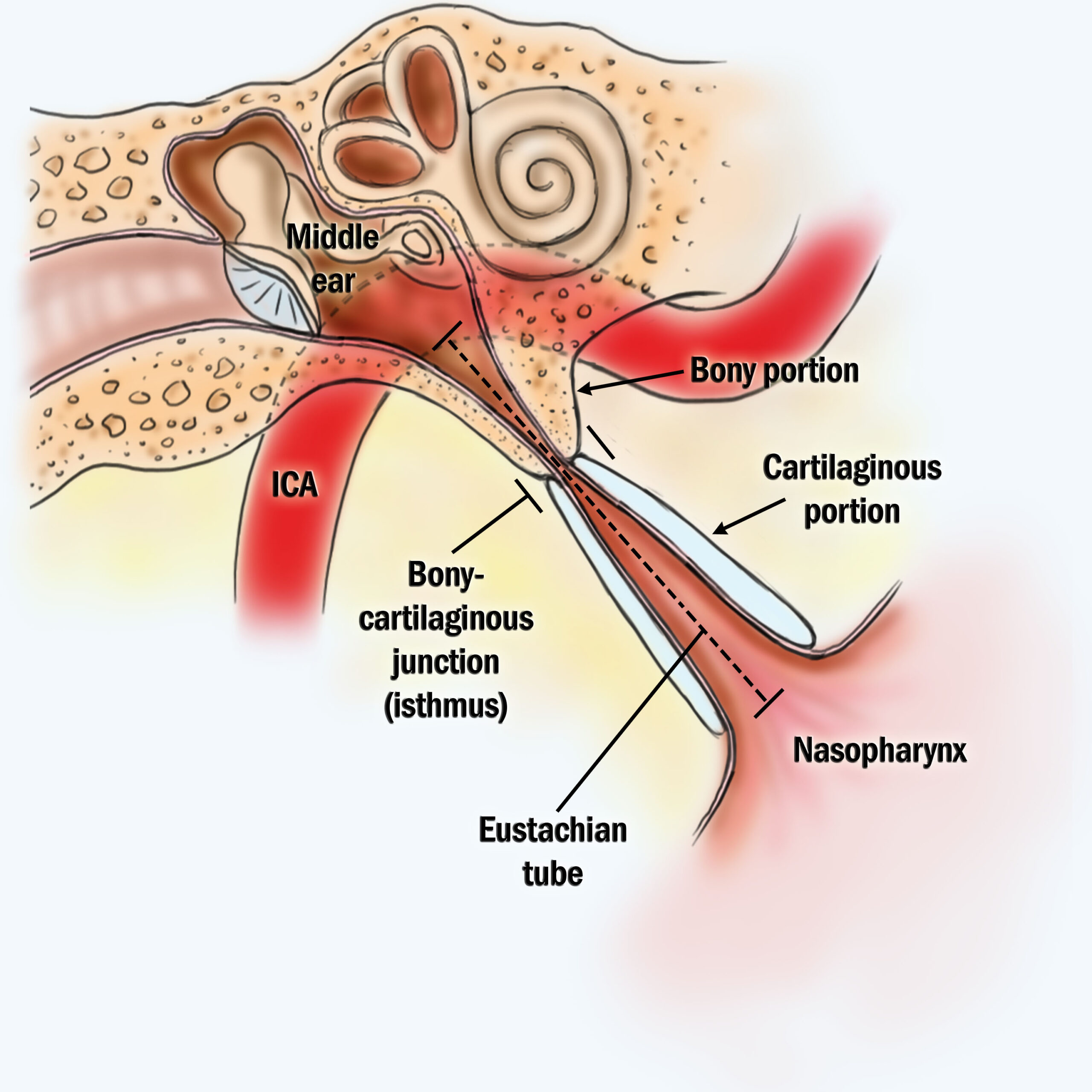 Eustachian Tube Anatomy 1