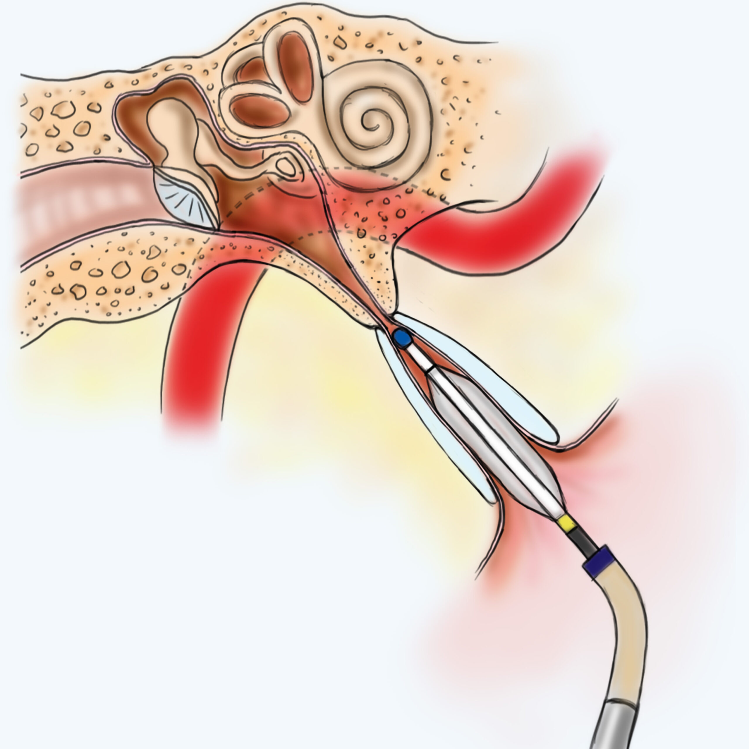 Eustachian Tube Anatomy 2