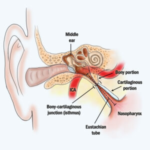 Eustacian Tube Anatomy 